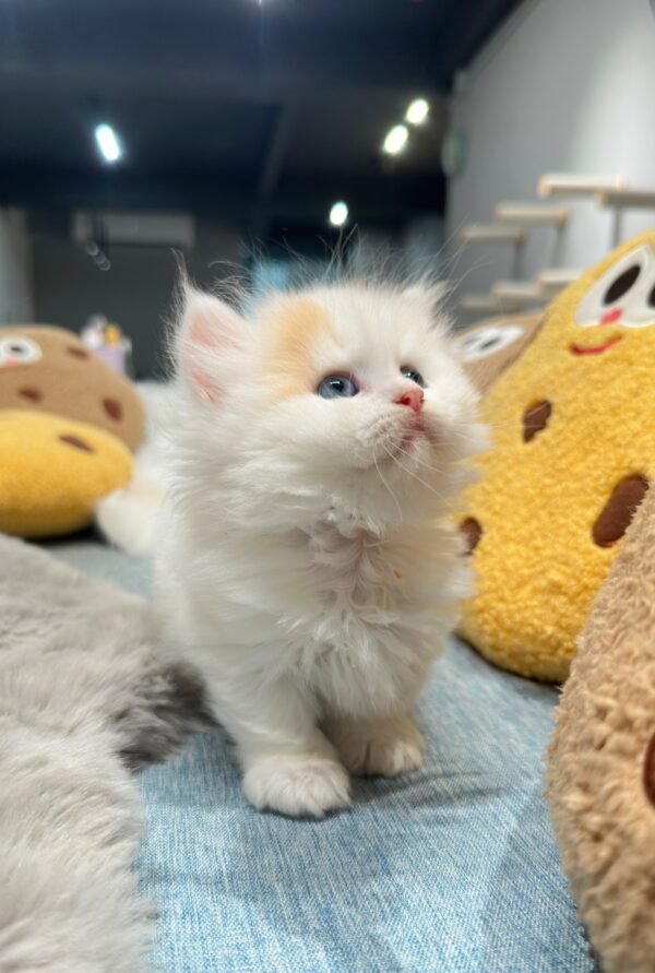 曼赤肯三花妹妹貓咪（2025.04.18誕生）