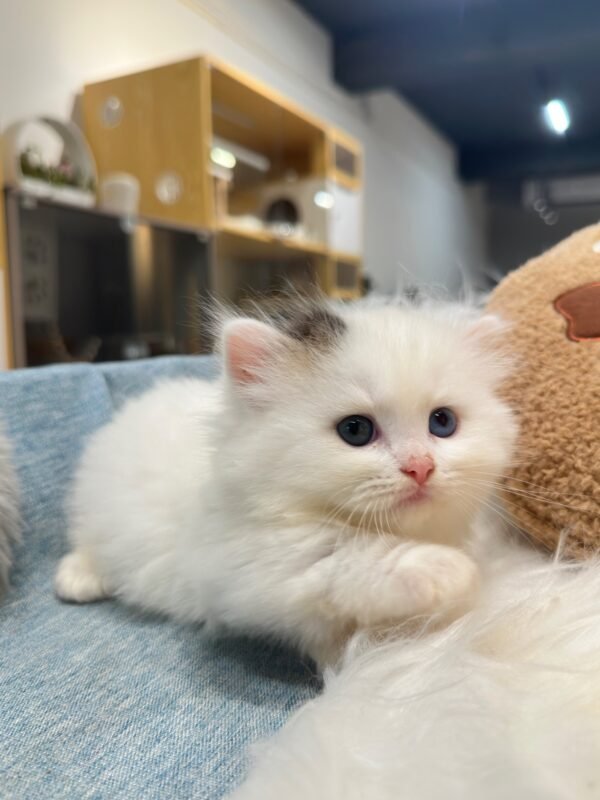 曼赤肯三花弟弟貓咪（2025.04.18誕生）