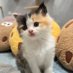 英短三花妹妹貓咪（2025.04.18誕生）