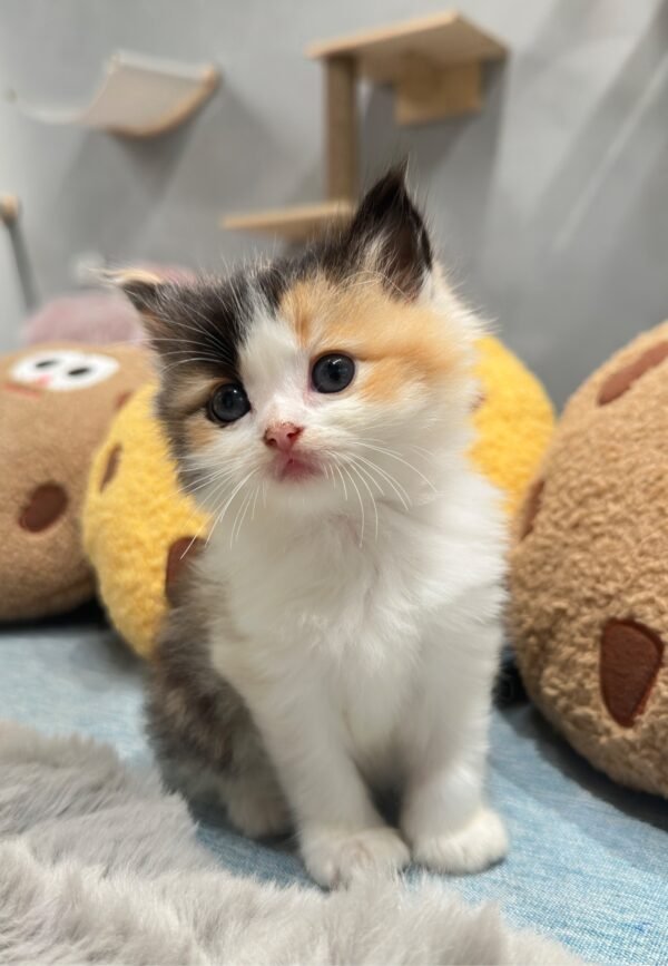 英短三花妹妹貓咪（2025.04.18誕生）