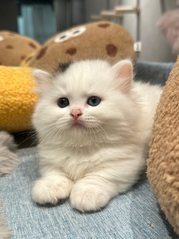 曼赤肯三花弟弟貓咪（2025.04.18誕生）