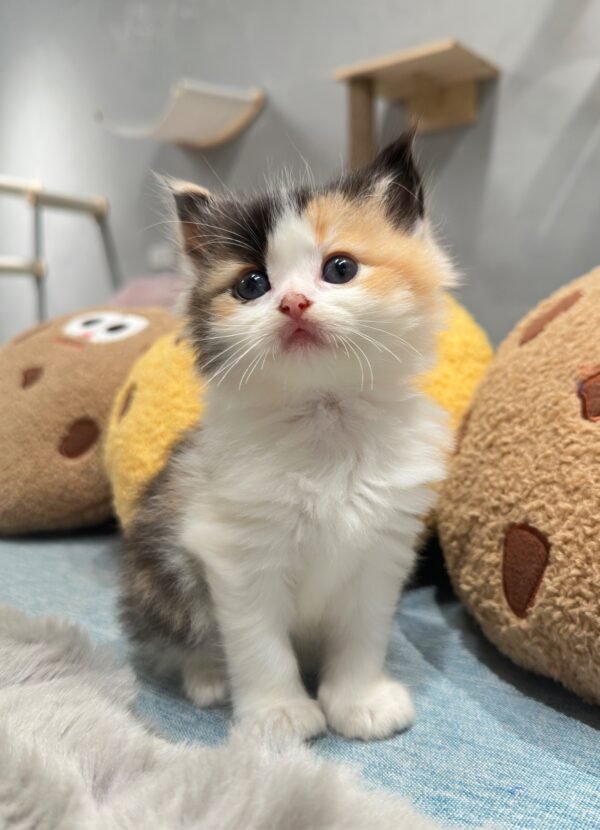 英短三花妹妹貓咪（2025.04.18誕生）