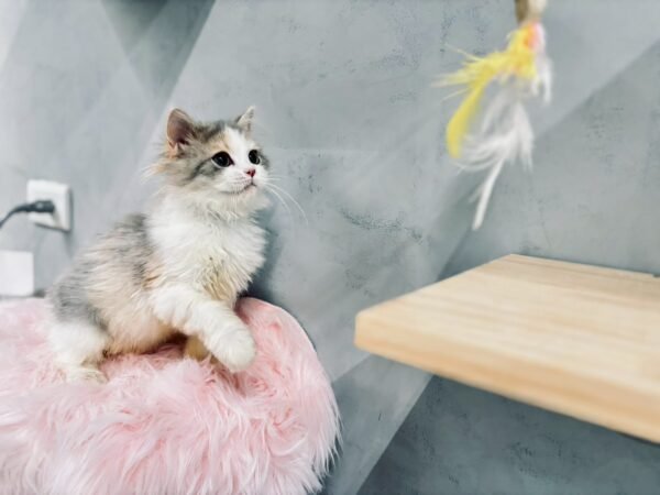 英長淺三花妹妹貓咪（2025.02.03誕生）