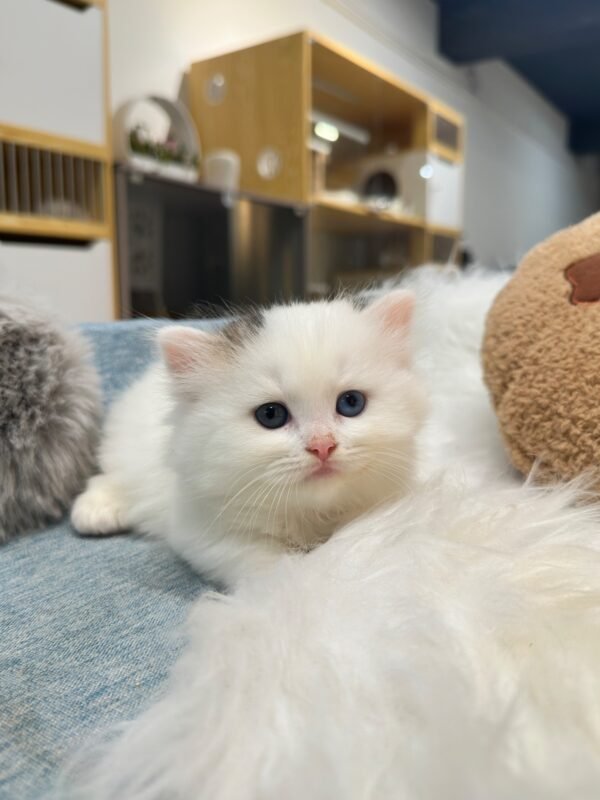 曼赤肯三花弟弟貓咪（2025.04.18誕生）