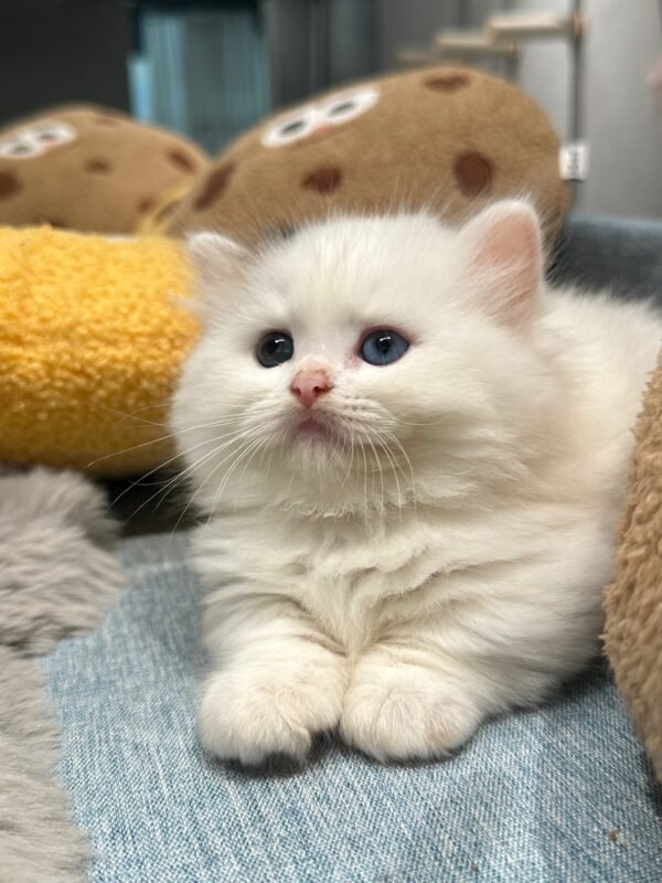 曼赤肯三花弟弟貓咪（2025.04.18誕生）