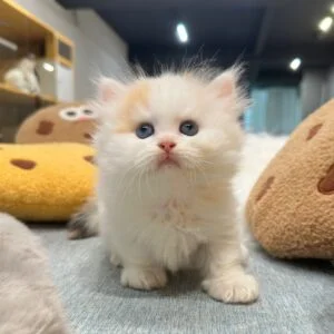 曼赤肯三花妹妹貓咪（2025.04.18誕生）