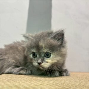 曼赤肯藍奶妹妹貓咪（2025.05.25誕生）