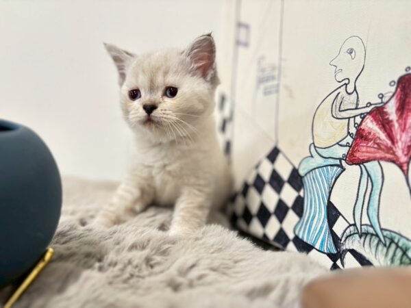 british-shorthair-seal-point-female-cat-2025-05-25