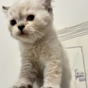 british-shorthair-seal-point-female-cat-2025-05-25