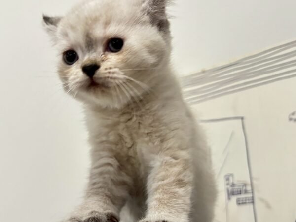 british-shorthair-seal-point-female-cat-2025-05-25
