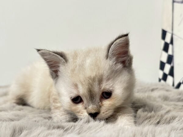 british-shorthair-seal-point-female-cat-2025-05-25
