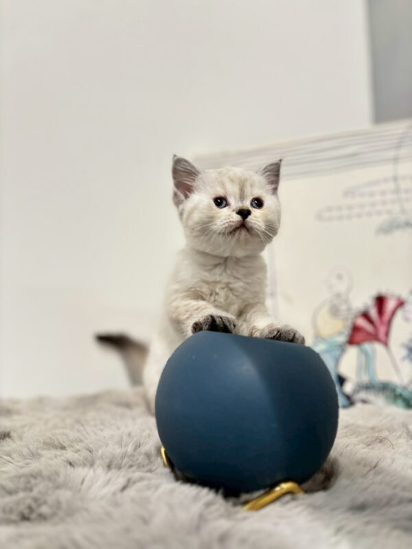 british-shorthair-seal-point-female-cat-2025-05-25