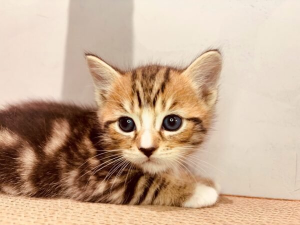 英短虎斑弟弟貓咪・綠色識別（2025.05.25誕生）