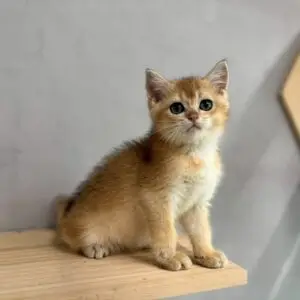 英短金漸層弟弟貓咪(2025.05.25誕生)