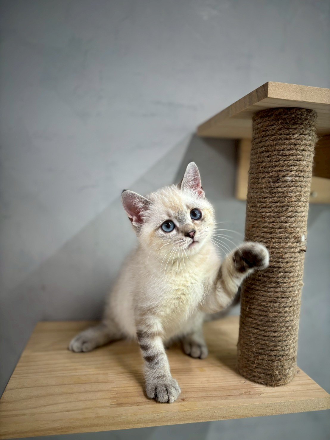 英短海豹重點色弟弟貓咪 (2025.06.01誕生)