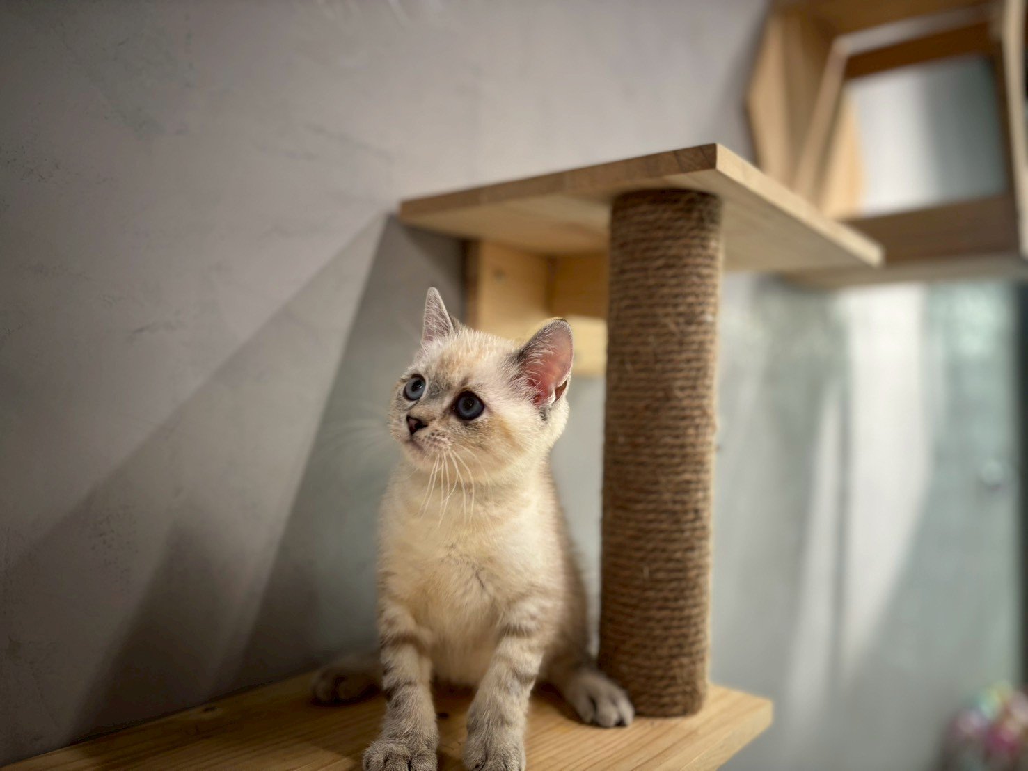 英短海豹重點色弟弟貓咪 (2025.06.01誕生)