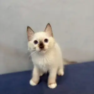 布偶重點色淺色弟弟貓咪 (2025.06.20誕生)