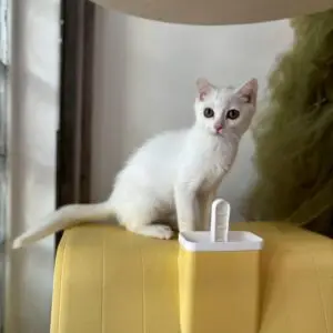 英短白色帶黑斑弟弟貓咪 (2025.05.25誕生)