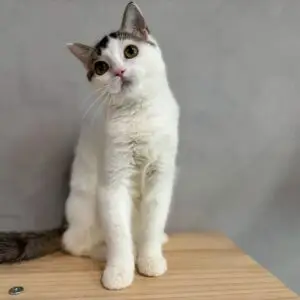 英短虎斑黑加白妹妹貓咪 (2025.03.28誕生)