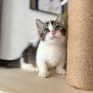 曼赤肯賓士虎斑弟弟貓咪 (2025.05.25誕生)