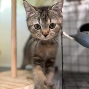 英短深黑金弟弟貓咪 (2025.05.25誕生)