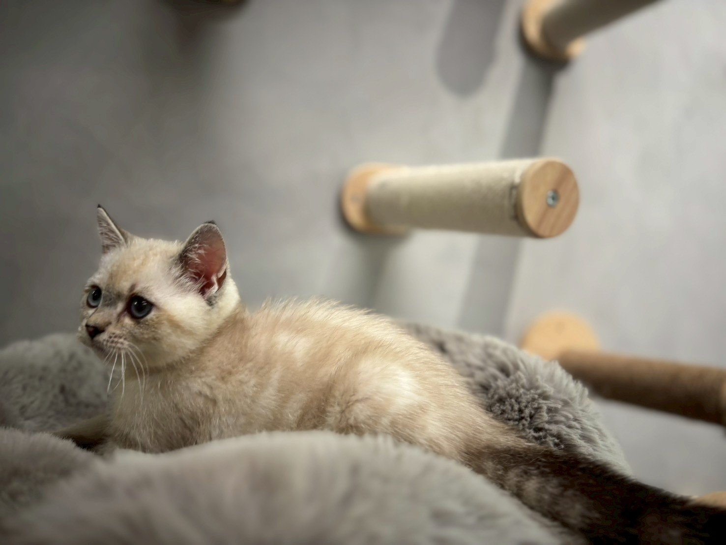 英短海豹重點色弟弟貓咪 (2025.06.01誕生)