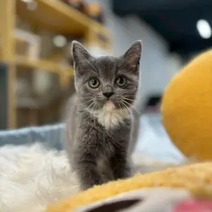 英短藍白妹妹貓咪 (2025.06.20誕生)