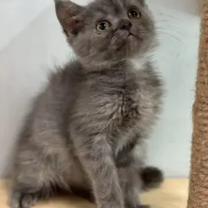英短藍色弟弟貓咪 (2025.06.20誕生)