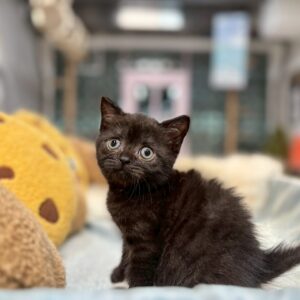 英短黑色妹妹貓咪 (2025.07.18誕生)