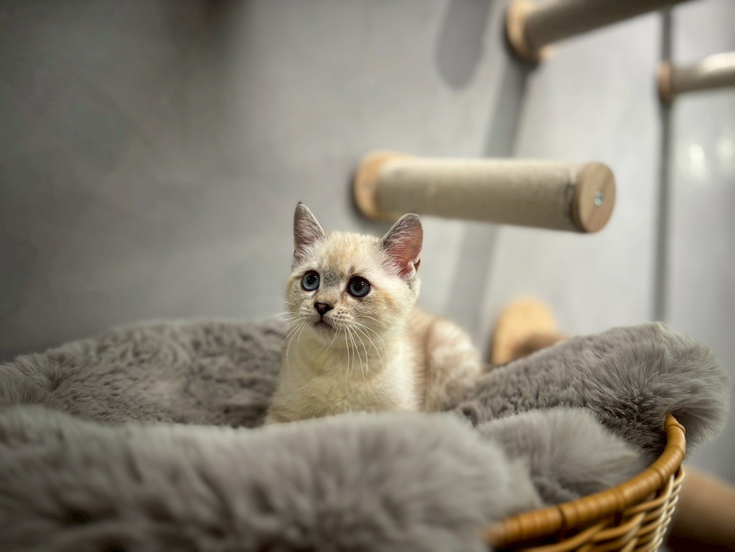 英短海豹重點色弟弟貓咪 (2025.06.01誕生)