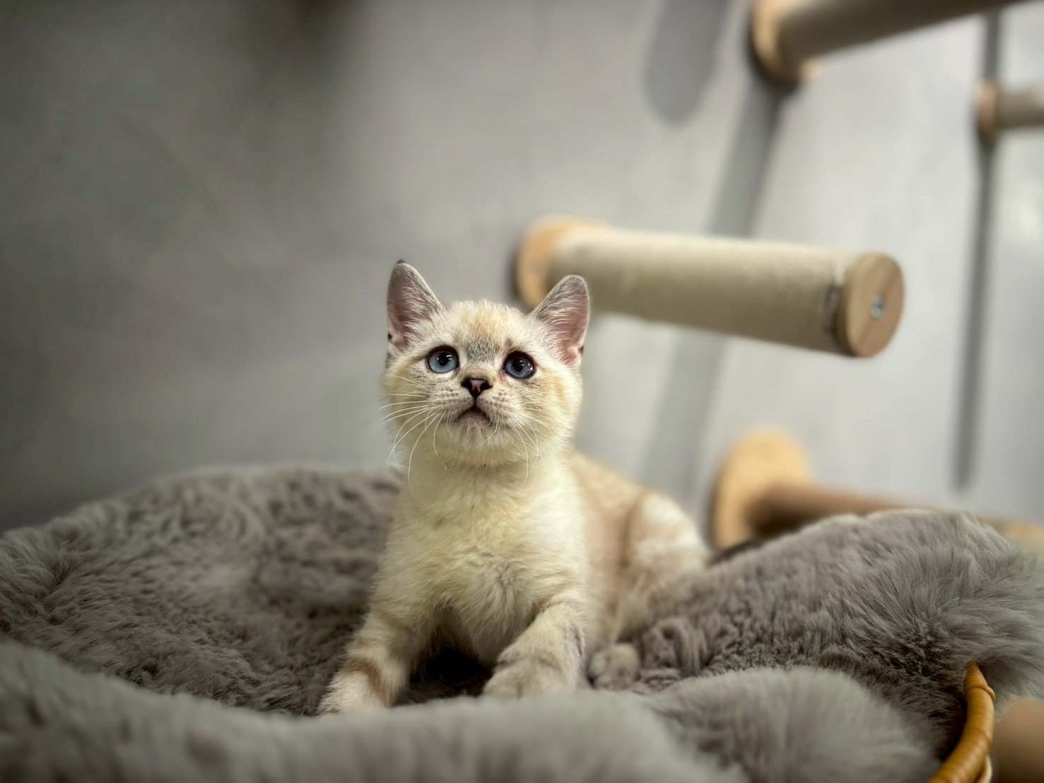 英短海豹重點色弟弟貓咪 (2025.06.01誕生)