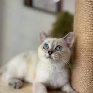 英短海豹重點色弟弟貓咪 (2025.05.25誕生)