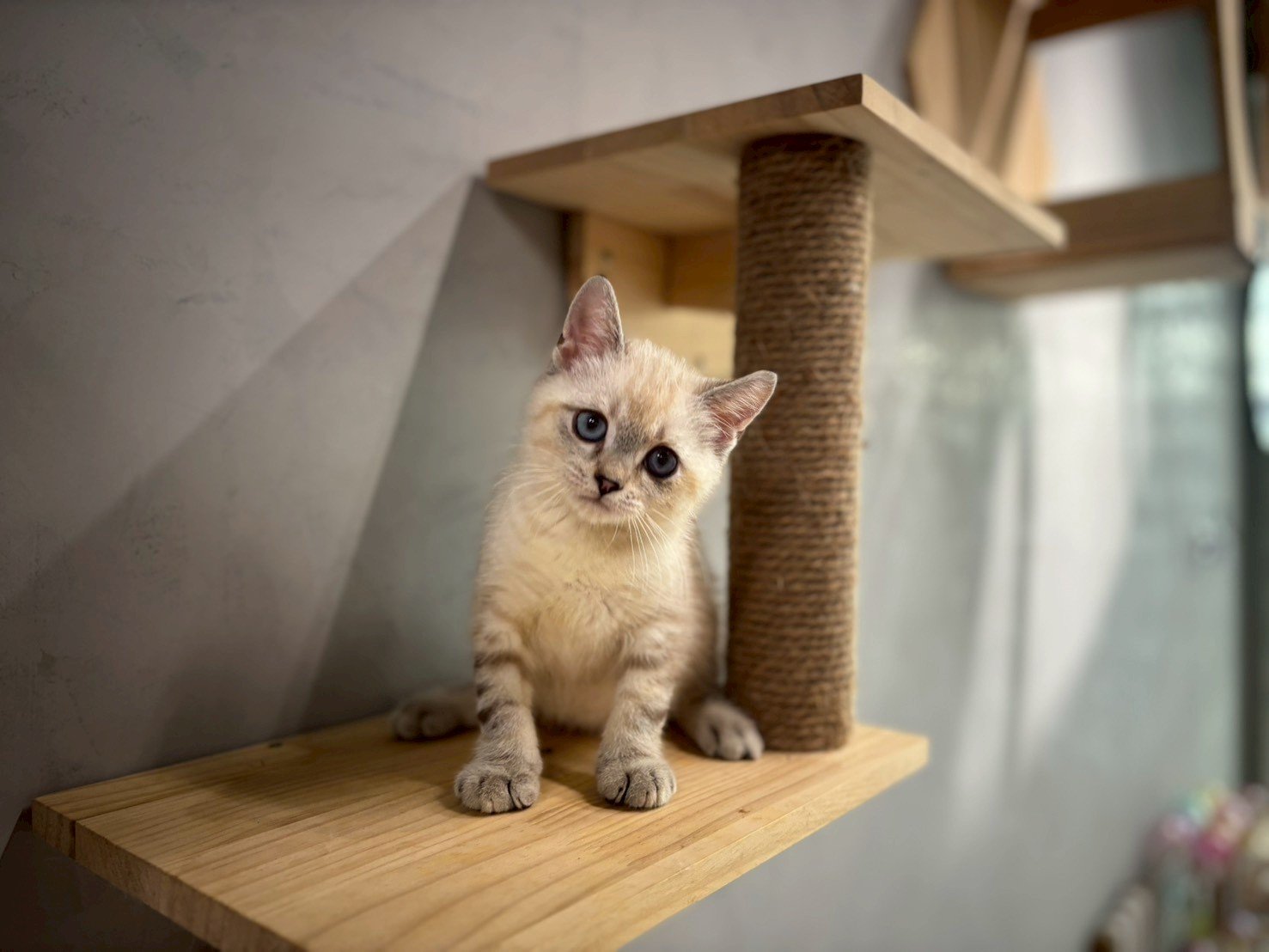 英短海豹重點色弟弟貓咪 (2025.06.01誕生)