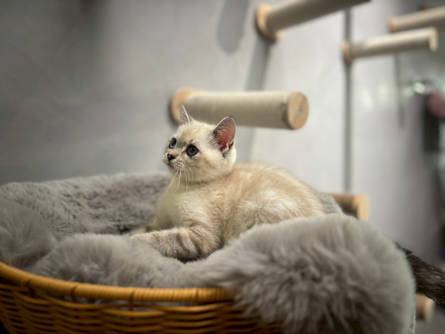 英短海豹重點色弟弟貓咪 (2025.06.01誕生)