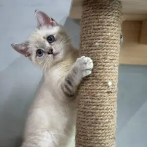 英短海豹重點色弟弟貓咪 (2025.06.01誕生)