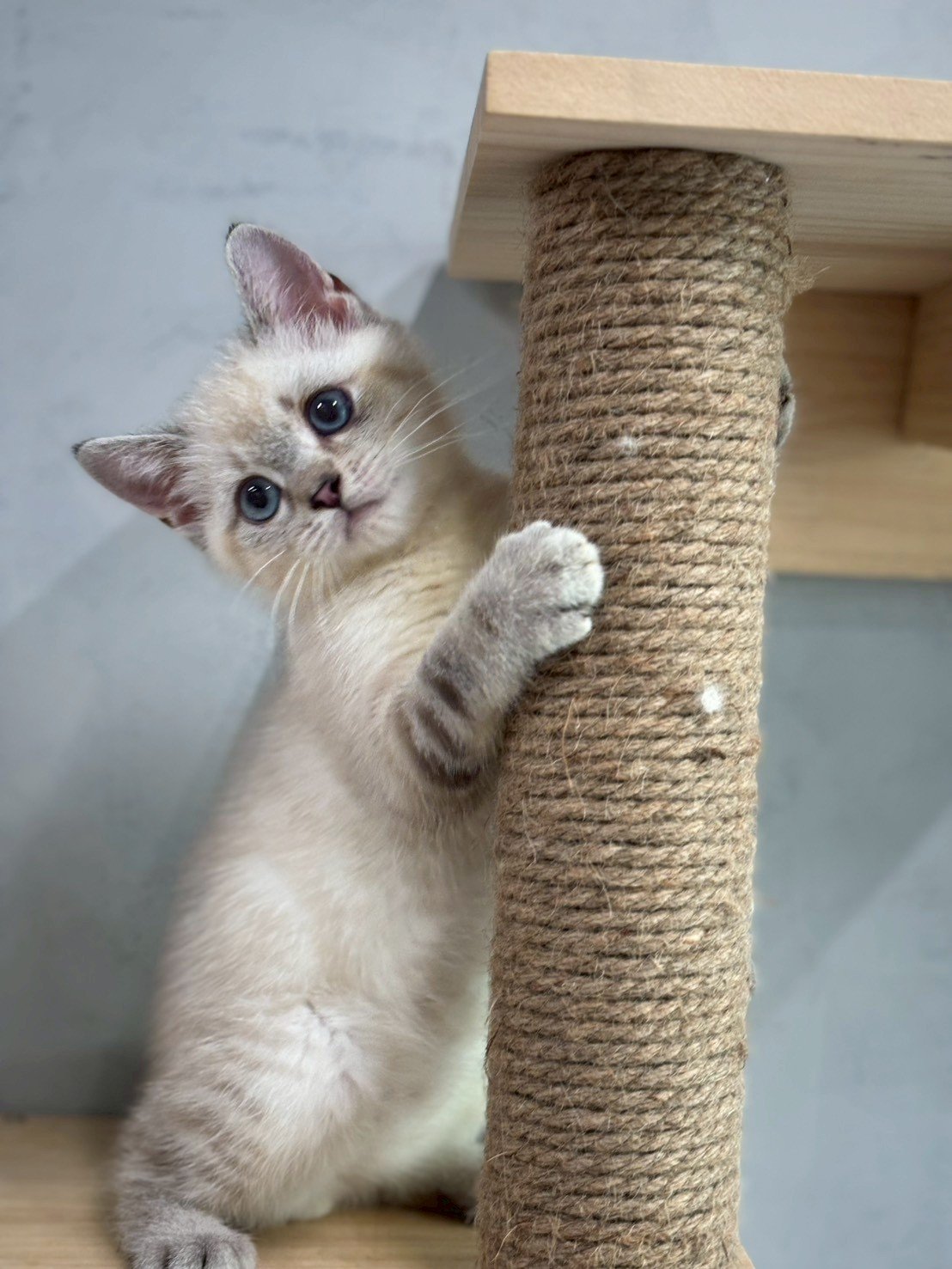 英短海豹重點色弟弟貓咪 (2025.06.01誕生)