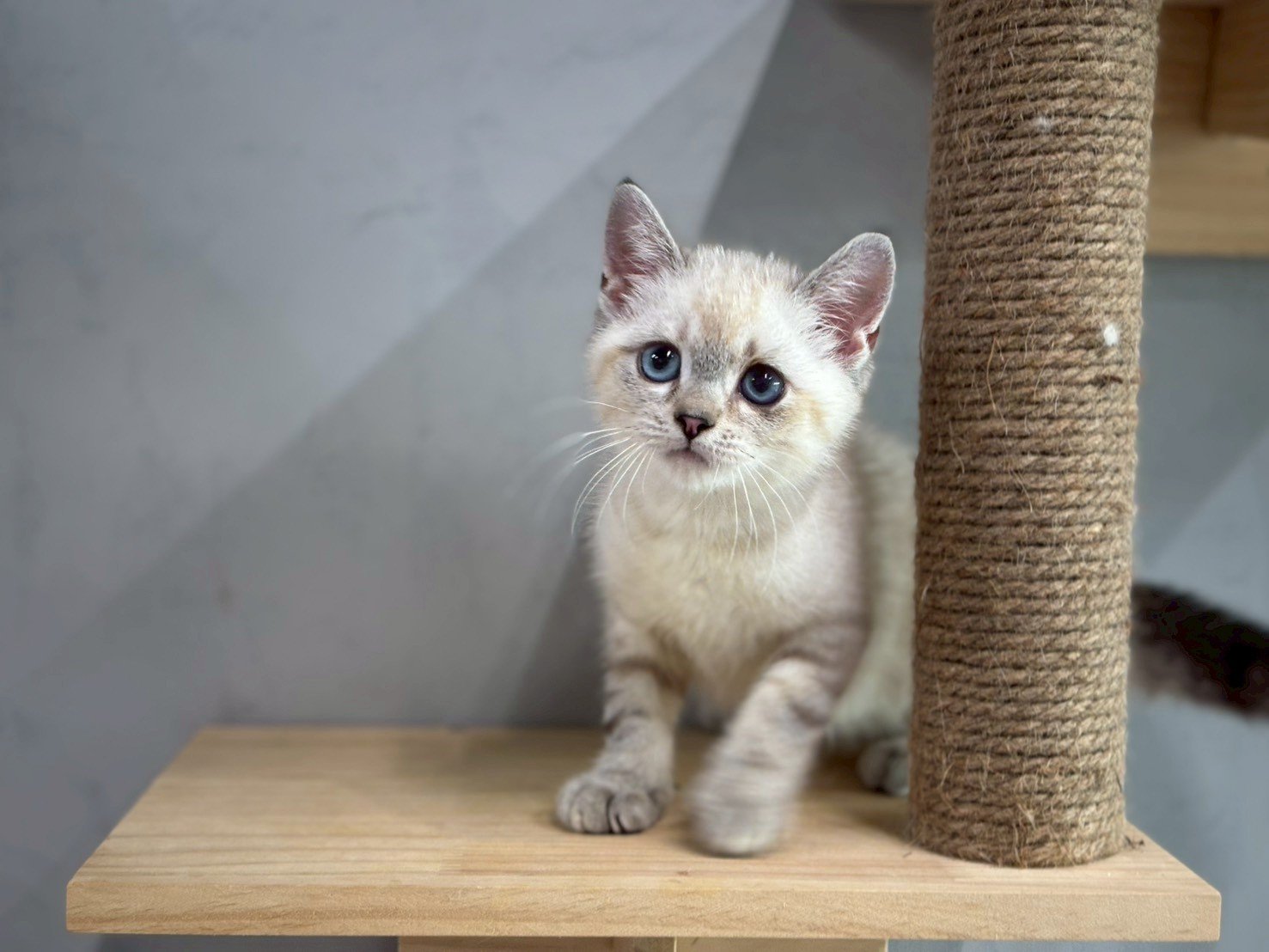 英短海豹重點色弟弟貓咪 (2025.06.01誕生)