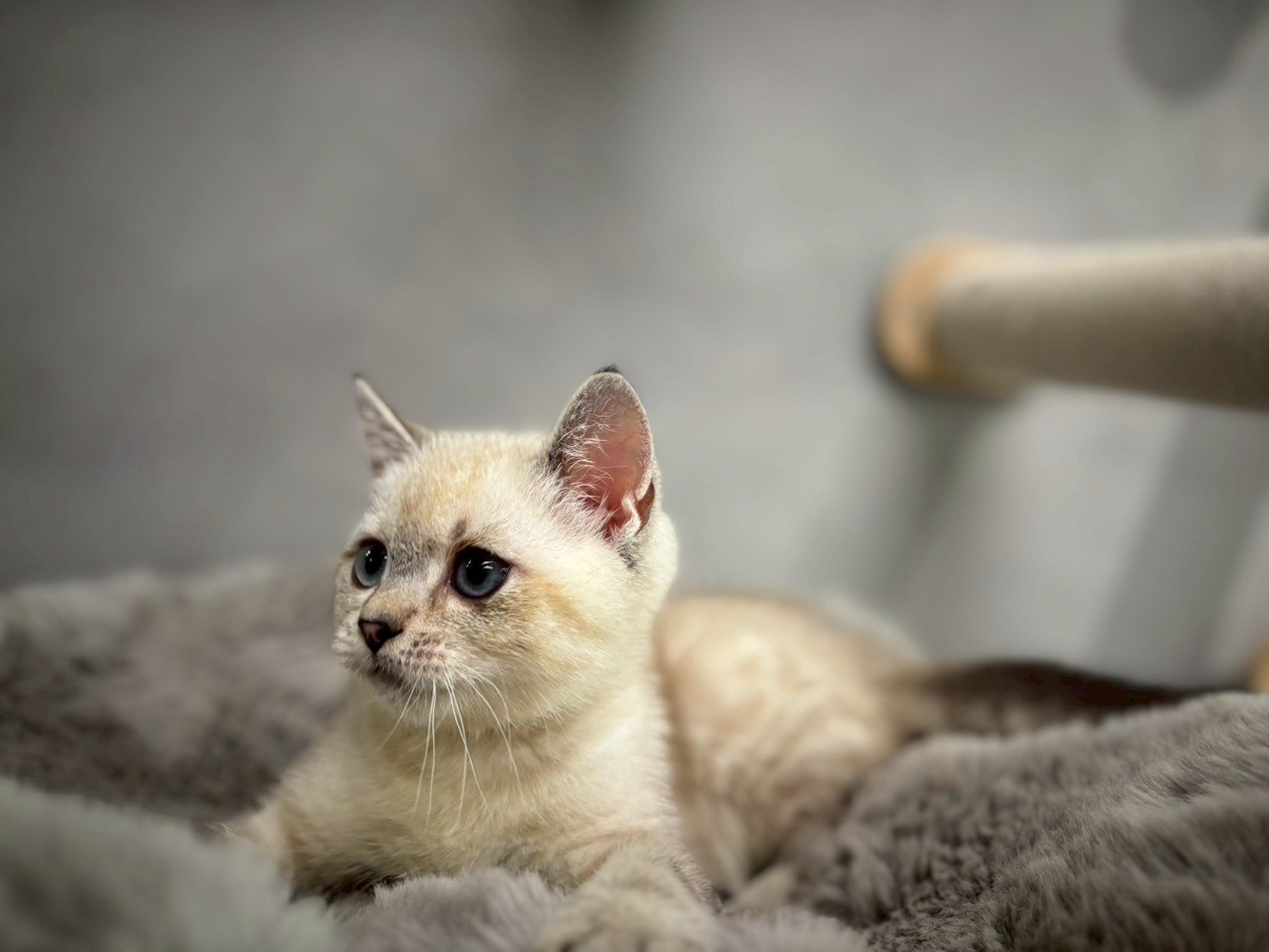 英短海豹重點色弟弟貓咪 (2025.06.01誕生)